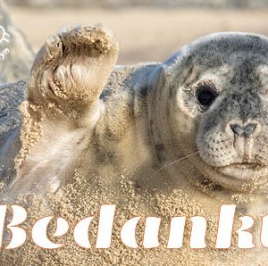 25 wenskaartjes 'bedankt'