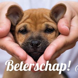 25 wenskaartjes 'beterschap'