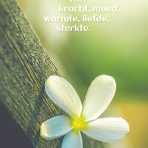 5 Condoleancekaarten met envelop "Bloem"