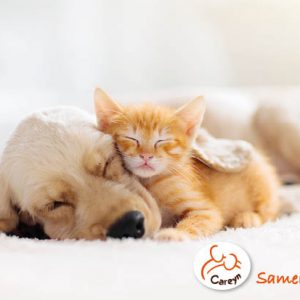 25 wenskaartjes 'hond en kitten'
